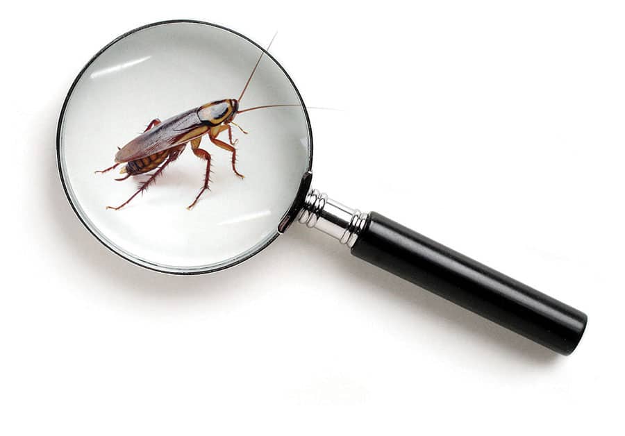 pestcontrol