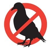 piccioni