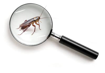 pestcontrol
